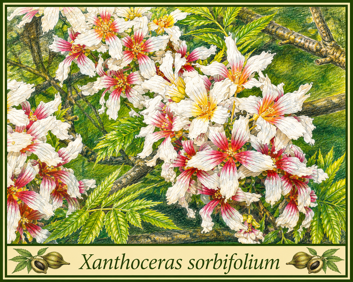 sorbifolium pic.png